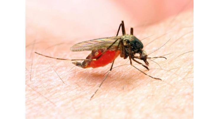 WHO calls for continue innovation to fight malaria
