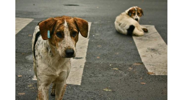 Infestation of stray dogs in twin cities embitters residents

