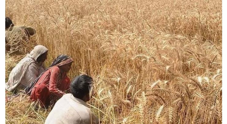 Rajanpur district procures seven percent more wheat than set target: Secretary
