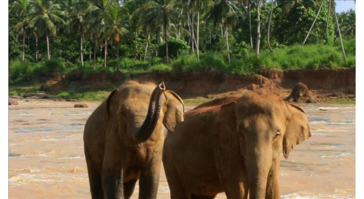 Unique hospital cures elephants in India
