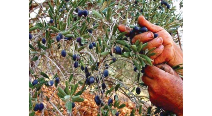 Pakistani olive oil farmers eying cooperation with China
