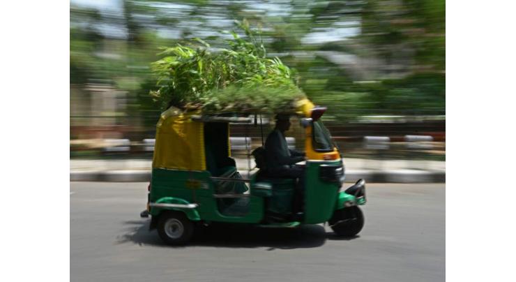 Delhi driver grows garden on autorickshaw roof to beat the heat
