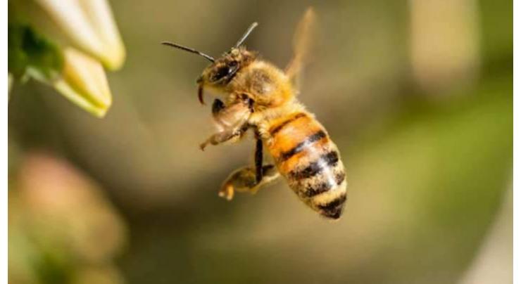 6 injured in honey bees attack
