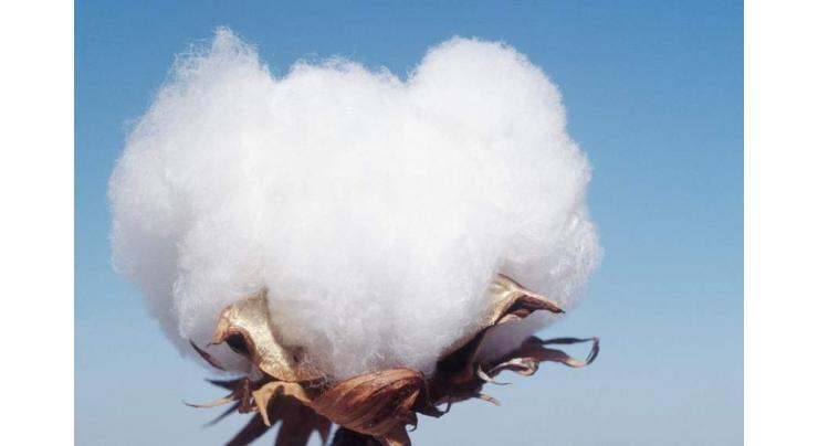 Pakistan's cotton export to China improving despite pandemic
