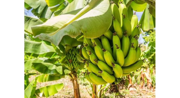 Agriculture experts, researchers and academicians express concern over attack on banana crop
