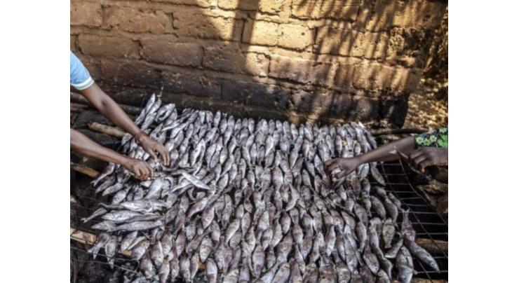 Tanzania plants to boost catches of sardines in Lake Tanganyika
