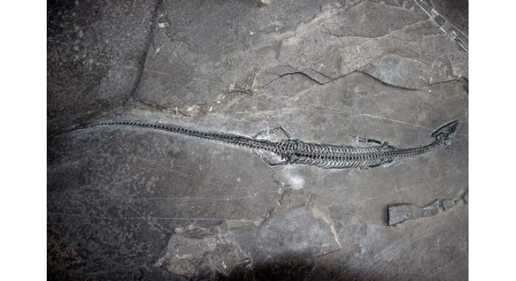 Chinese scientists find fossil of new marine reptile with " incredibly long" tail
