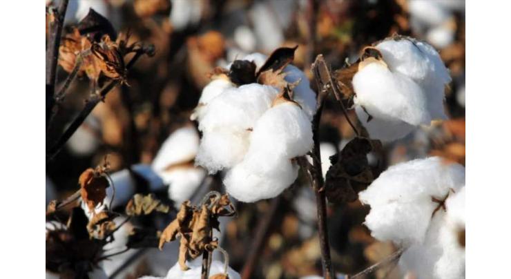 Balanced application of fertilizers recommended for better cotton production
