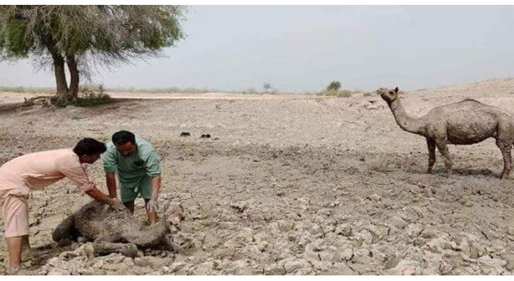 Commissioner, MPAs visit various areas of Cholistan to inspect drought situation
