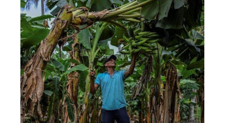 Nicaraguan plantation workers 'poisoned' by pesticides fight for justice
