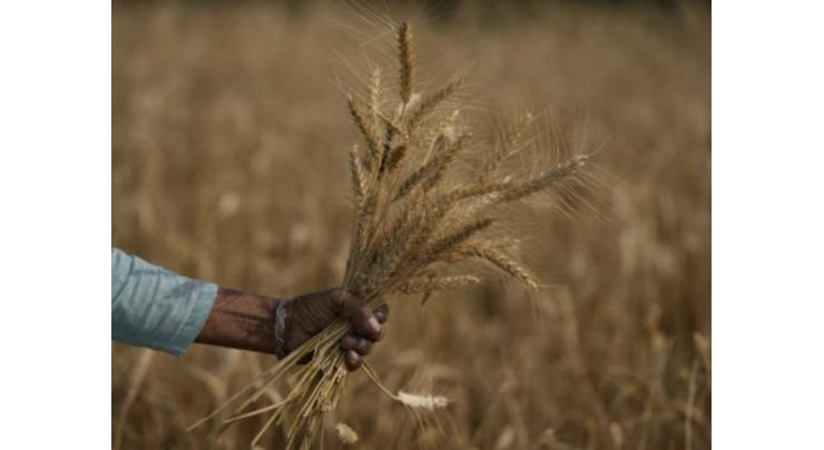 Heatwave-hit India irks G7 with wheat export ban

