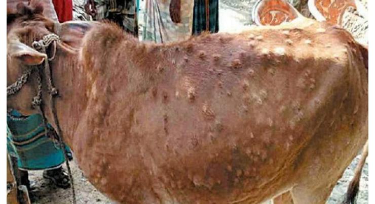 92 cases of Lumpy skin disease reported in KP
