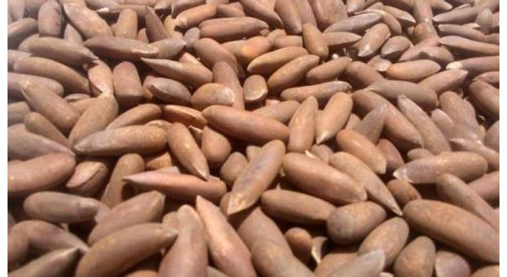 Pakistani pine nuts exports to China up $25 million in first quarter
