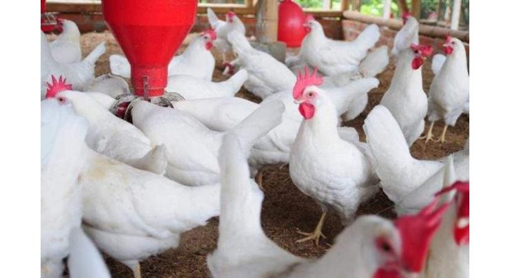 Livestock Deptt distributes 400 poultry units
