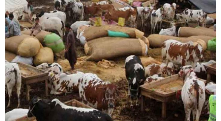Cattle markets to be set up for Eid-ul-Azha
