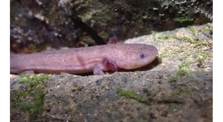 New species of Chinese giant salamander discovered
