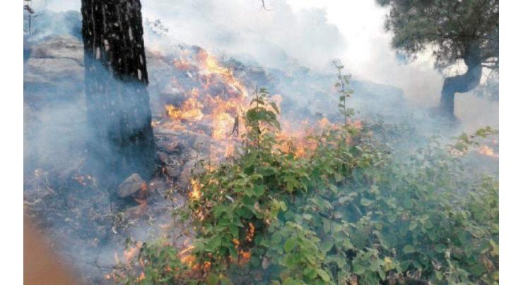 Ghazi Gandkar hills fire destroys miles long forests, kills rare species of wildlife
