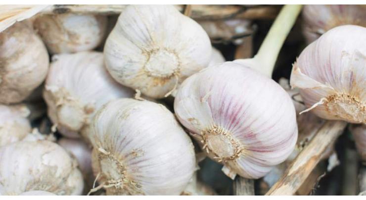 Farmers advised to benefit from highly profitable new variety of garlic, NARC-G1
