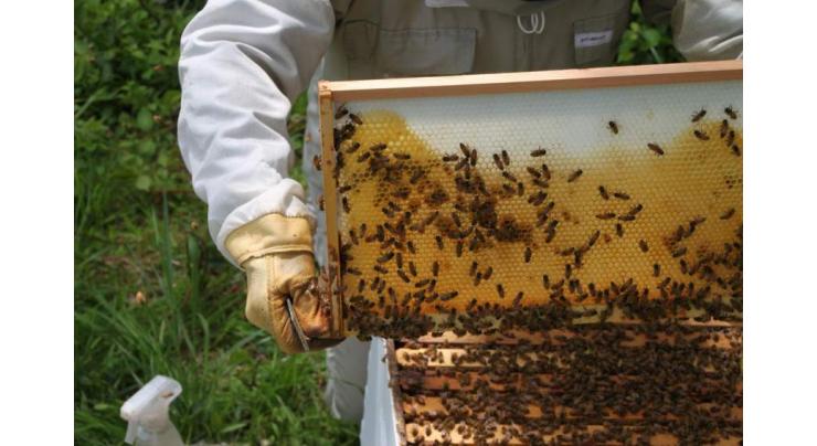 PARC boosting up beekeeping sector in Pakistan: Chairman PARC

