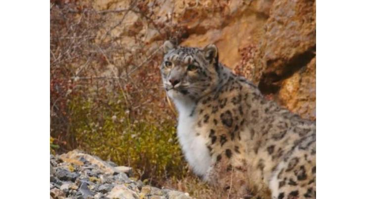 Snow leopard population exceeds 100 in Mt. Qomolangma reserve
