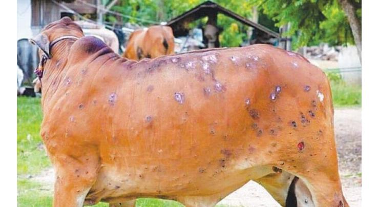 124 suspected cases of Lumpy Skin reported in Sargodha division
