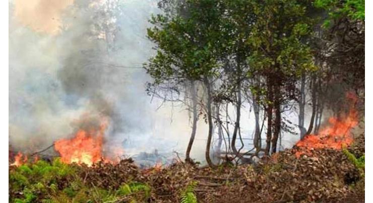 Step afoot to control forest fire in Sherani, says Jamaldeni
