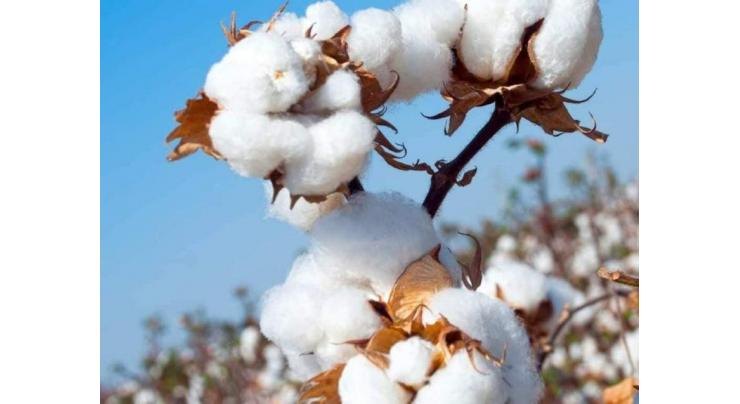 90% cotton sowing target achieved, says Sec Agri South Punjab
