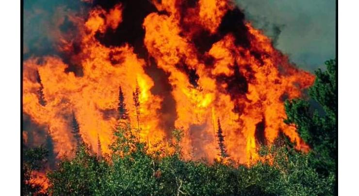 Govt to make sincere efforts to contain Sherani wildfire: Senate told
