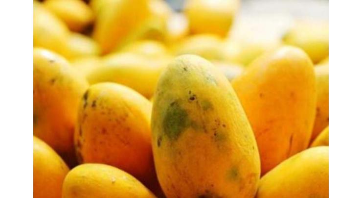Mangos-a best source of nutrition to fight heatstroke
