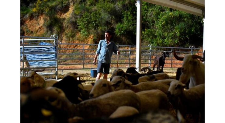 Barcelona recruits sheep, goats to fight wildfires
