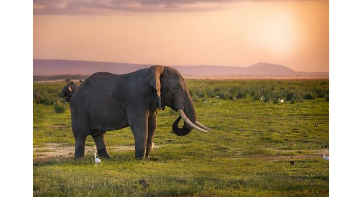 Zimbabwe hosts elephant summit to discuss elephant management

