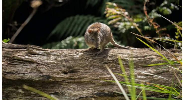 More than 60 Australian species face extinction within 20 years: study
