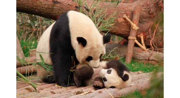 3rd locally born giant panda cub in Malaysia named Sheng Yi
