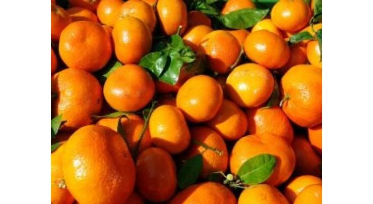 Sargodha citrus development programme to help improve kinnow production
