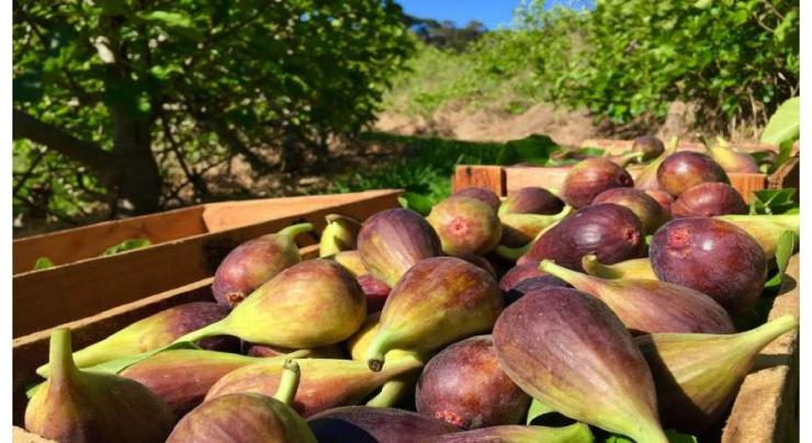 Fig production to be enhanced under Pak-China agricultural cooperation: Eric Fang
