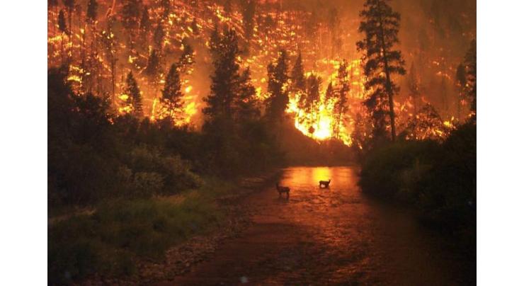 NDMA, Chinese experts to establish Joint Working Group for forest fires management
