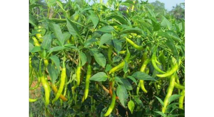 Hybrids seeds causes damage to chilies productions: Experts
