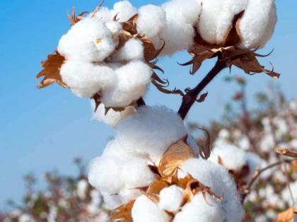 Farmers advised to complete cotton sowing by May 31
