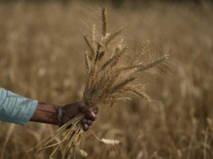 Heatwave-hit India irks G7 with wheat export ban
