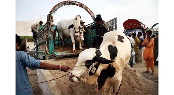 Bhatta Chowk cattle market contract auctioned for Rs 80.6 mln
