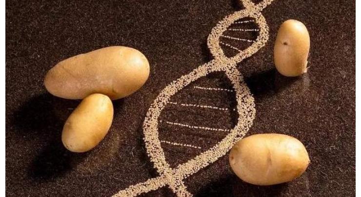 Chinese scientists' major discovery on potato genome sequence: Study
