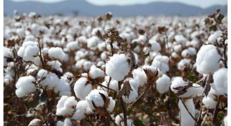 Farmers advised to delay urea application on cotton in first 50 days
