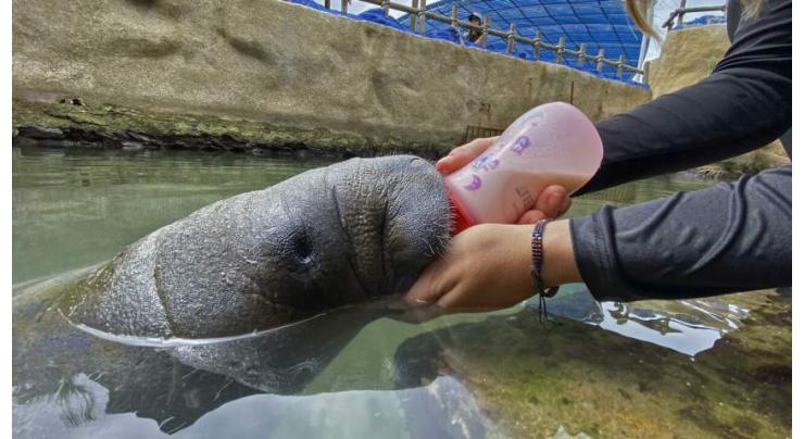 Working 24/7 to save baby manatee orphaned in Colombia
