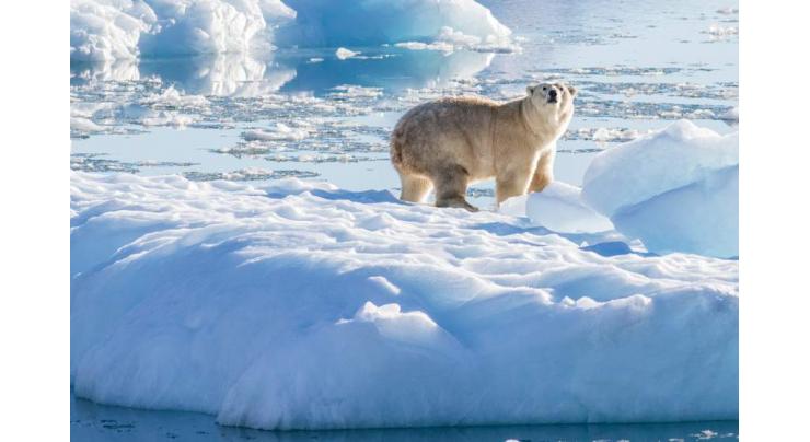 Scientists find new population of polar bears in sea-ice free region
