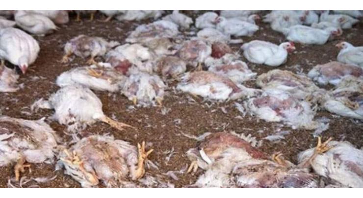 1440 kg dead chicken seized, destroyed
