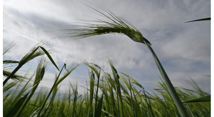 Ukraine plays down chances of grain shipments deal
