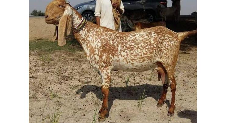 Goat mela held at University of Agriculture Faisalabad 
