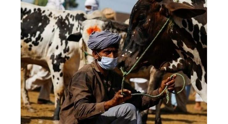 13 cattle markets set up in Lahore
