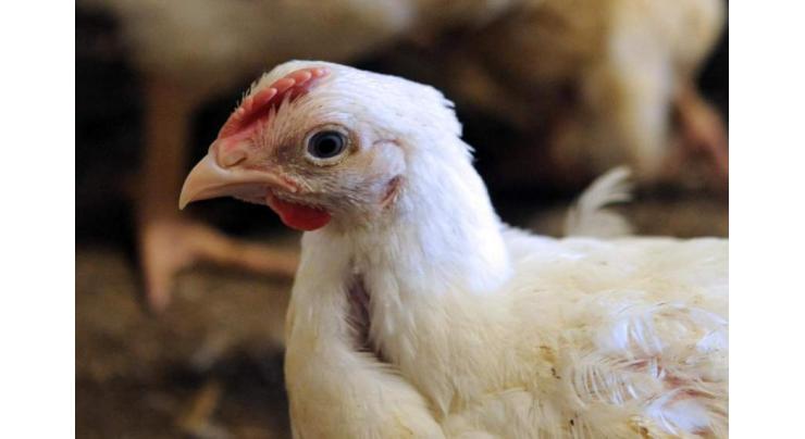 Livestock dept to distribute 90 poultry units on July 7
