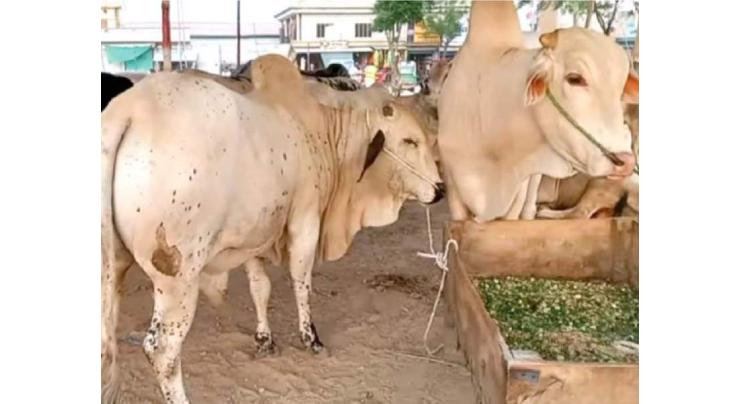 Vendors breaking ban on sale of sacrificial animals on roads
